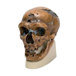 Модель черепа антропологическая, неандерталец