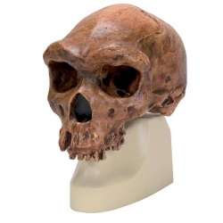 Модель черепа антропологическая, родезийский человек