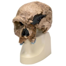 Модель черепа антропологическая, штейнгемский человек