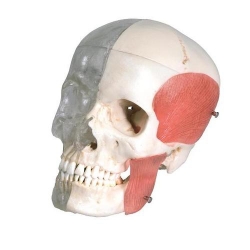 Модель черепа человека, комбинированная, материал BONElike™, 8 частей