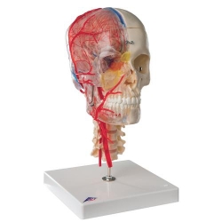 Модель черепа человека, комбинированный, с мозгом и позвоночником, BONElike™, 8 частей