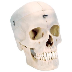 Модель черепа человека, материал BONElike™, 6 частей