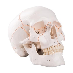 Модель черепа человека, пронумерованная, 3 части