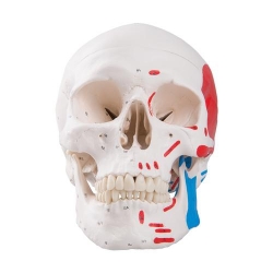 Модель черепа человека, раскрашенная, 3 части
