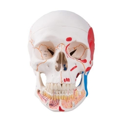 Модель черепа человека, раскрашенная, с открытой нижней челюстью, 3 части