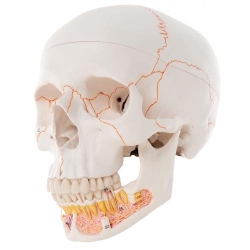 Модель черепа человека, с открытой нижней челюстью, 3 части