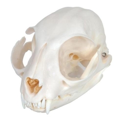 Модель черепа кошки (Felis catus)