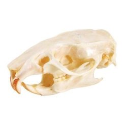 Модель черепа крысы (Rattus rattus)
