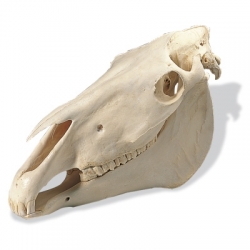 Модель черепа лошади (Equus caballus)