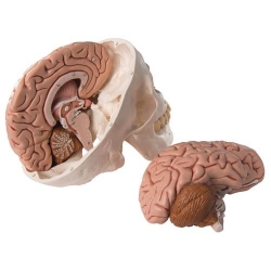 Модель черепа с мозгом, 8 частей