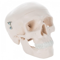 Модель черепа уменьшенная, 3 части
