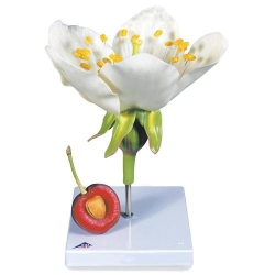 Модель цветка и плода черешни (Prunus Avium)
