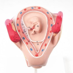 Модель эмбриона, 2 мес.