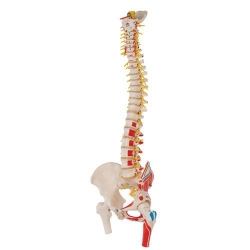 Модель гибкого позвоночника с головками бедренных костей и разметкой мышц класса «люкс»