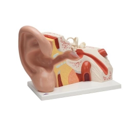Модель гигантского уха, 5-кратное увеличение, 3 части