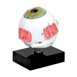 Модель глаза для ультразвуковой биометрии