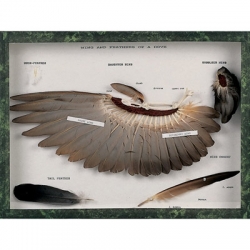 Модель крыла и перьев голубя (Columba palumbus)
