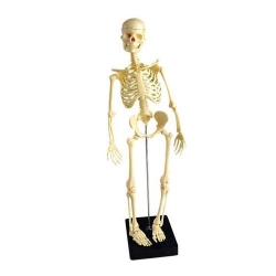 Модель мини-скелета