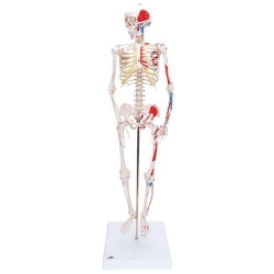 Модель мини-скелета «Shorty», с разметкой мышц, на подставке