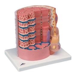 Модель мышечного волокна 3B MICROanatomy™