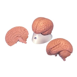 Модель мозга для начального изучения, 2 части