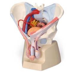 Модель мужского таза со связками, сосудами, нервами, тазовым дном и органами, 7 частей