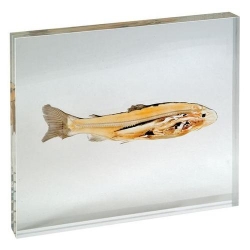 Модель пластинчатого среза рыба