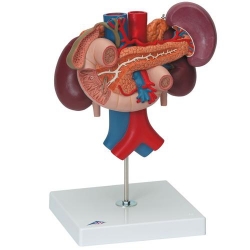 Модель почки с органами задней части верхнего отдела брюшной полости