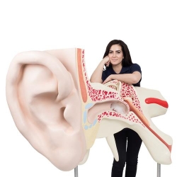 Модель самого большого в мире уха, 15-кратное увеличение, 3 части
