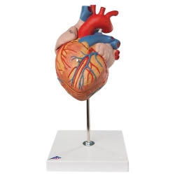 Модель сердца, 2-кратное увеличение, 4 части