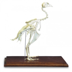 Модель скелета фазана (Phasianuscolchicus)