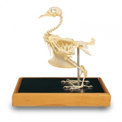 Модель скелета голубя (Columbapalumbus)