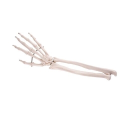 Модель скелета кисти с фрагментами локтевой и лучевой костей скелета, на проволочном креплении