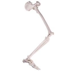 Модель скелета ноги с тазовой костью