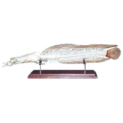 Модель скелета рыбы – африканский сом (Clarias lazera)