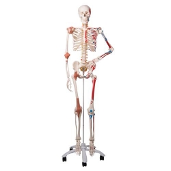 Модель скелета «Sam» класса «люкс», на 5-рожковой роликовой стойке