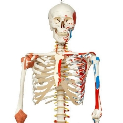 Модель скелета «Sam» класса «люкс», подвешиваемая на 5-рожковой роликовой стойке