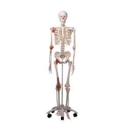 Модель скелета со связками «Leo», на 5-рожковой роликовой стойке