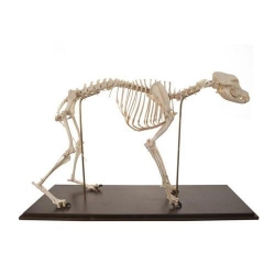 Модель скелета собаки (Canisdomesticus)