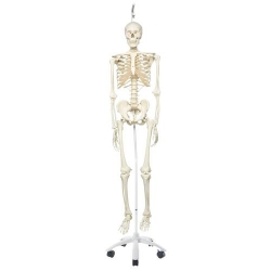 Модель скелета «Stan», подвешиваемая на 5-рожковой роликовой стойке