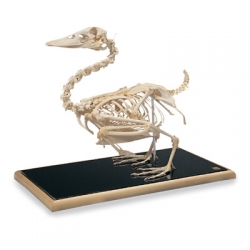 Модель скелета утки (Anasplatyrhynchos)