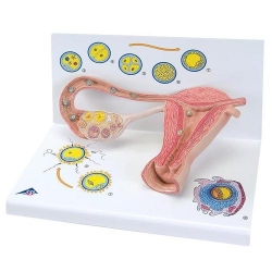 Модель стадий оплодотворения и развития эмбриона