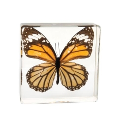 Модель тигровой бабочки (Danaus genutia Cramer) в стеклянном блоке