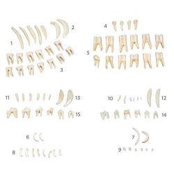 Модель «Типы зубов животных»
