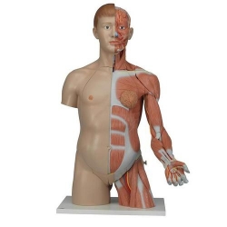 Модель торса человека, двуполая, класса «люкс», с мышцами руки, 33 части
