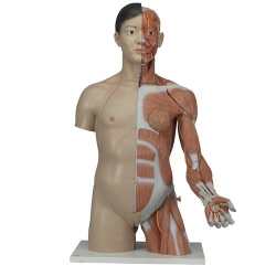 Модель торса человека, двуполая, класса «люкс», с мышцами руки, азиатского типа, 33 части