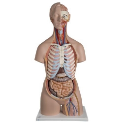 Модель торса человека, двуполая, с открытой спиной, 21 часть