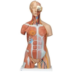 Модель торса человека, с мышцами, двуполая, класса «люкс», 31 часть
