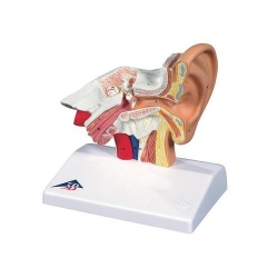 Модель уха, 1.5-кратное увеличение