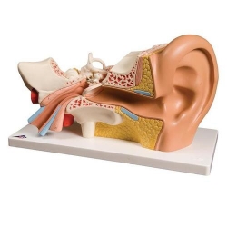 Модель уха, 3-кратное увеличение, 4 части